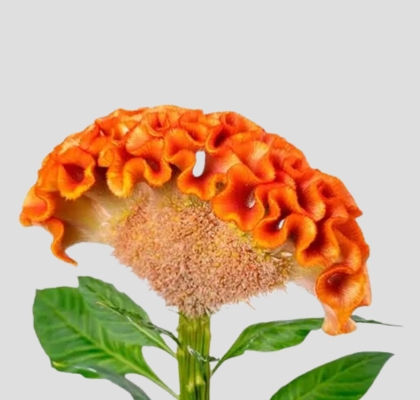 Celosia Italia Orange 70cm
