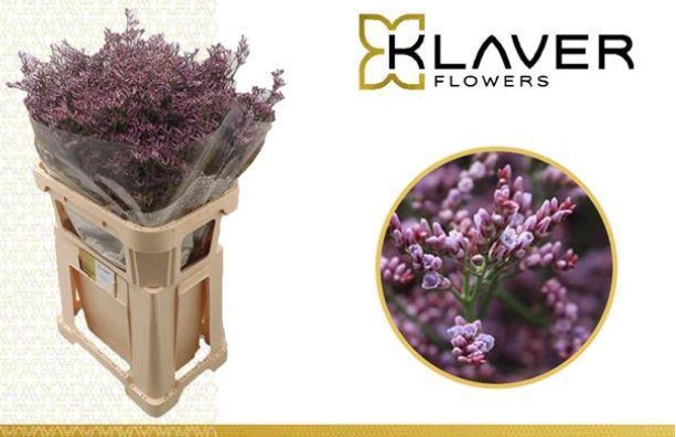 Limonium Hol. Piuma Sky 60cm 20gr 'T25' Lav.