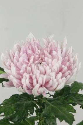 Uniflor Col. Honeymoon