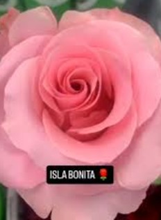 Rosa Ecu. Isla Bonita 60cm