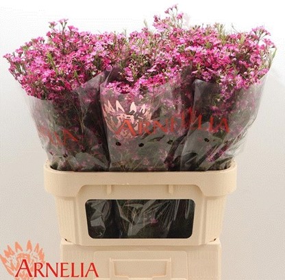 Flor Cera Hol. Purple Rain 55cm 35gr Fuc. "T25"