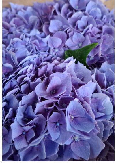 Hortensia Hol. M Cassanova 80cm 18/20 Rosa-Malva