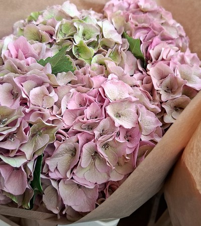 Hortensia Hol. Royal Palace Cl. 60cm 16/18 Rs.