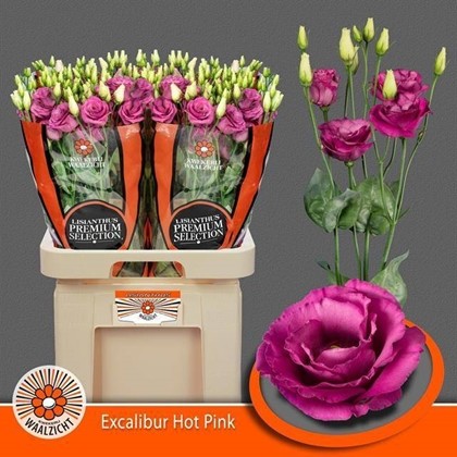 Lisiantus Hol. Excalibur Hot Pink 70cm 55gr "Waalzicht"