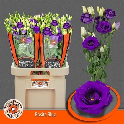 Lisiantus Hol. Rosi Blue 70cm 55gr "Waalzicht"
