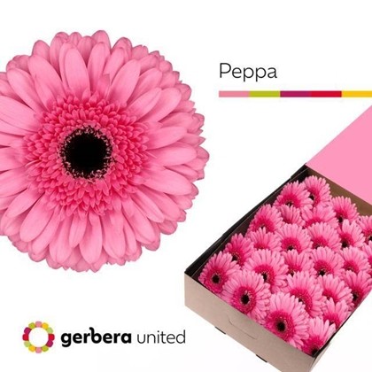 Gerbera Hol. Peppa Rs. "T25"