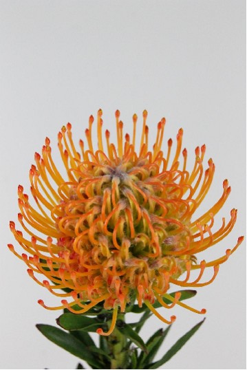 Protea Ayoba Orange 50cm