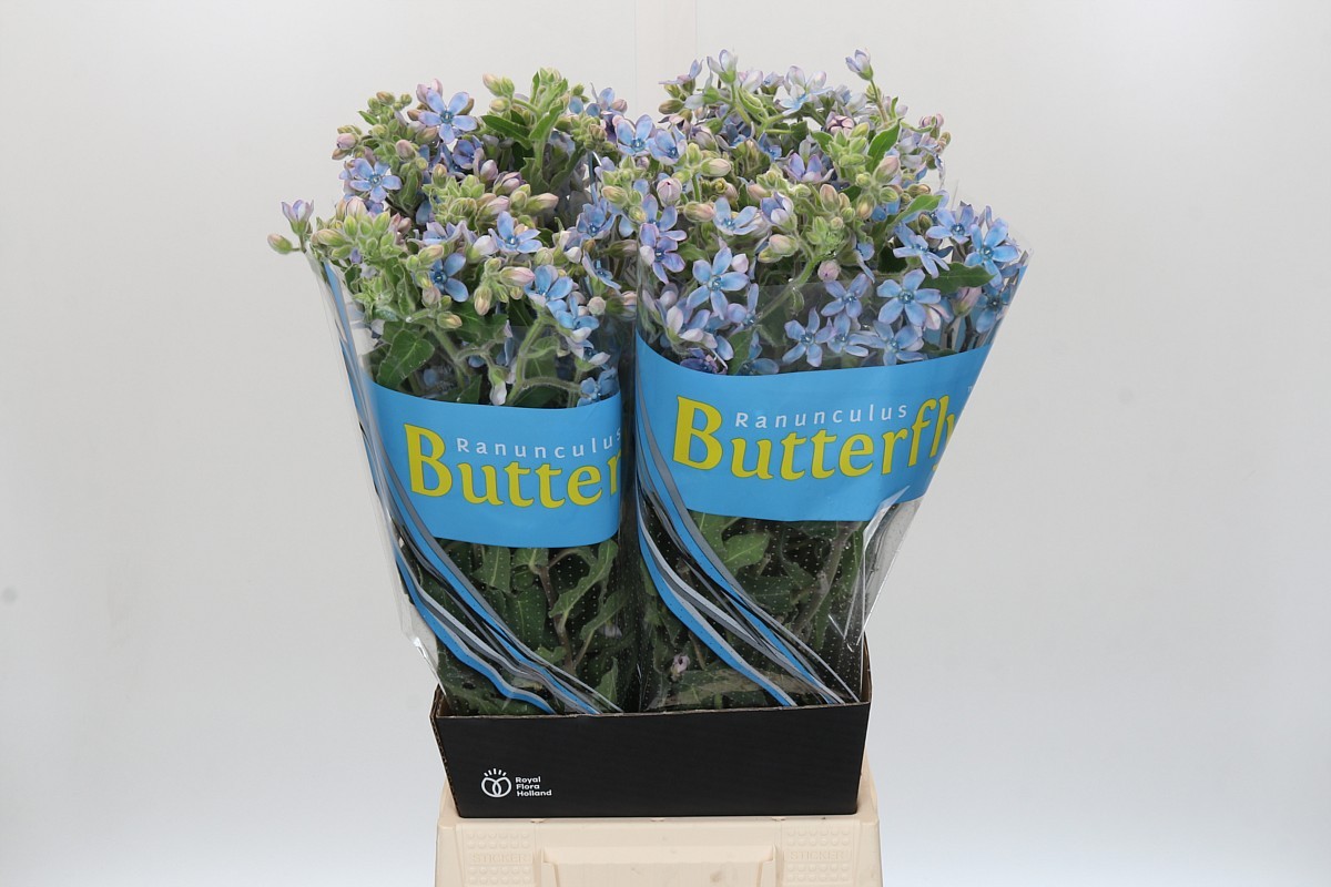 Oxypetalum Bridal Victoria 60cm Az "T20"