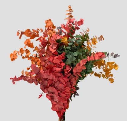 Eucalipto Estabilizado Natural Arleccino 70cm