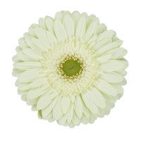 Gerbera Hol. Mint "CC50"