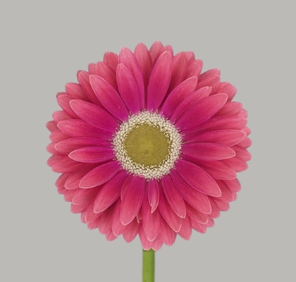 Gerbera Hol. Unique "CC50"