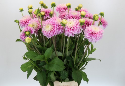 Dalia Hol. Dec Sweet Love 65cm "CC25"