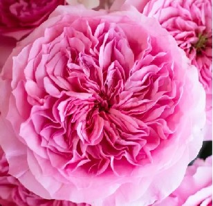 Rosa Ecu. Austin Millicent 60cm Rs.