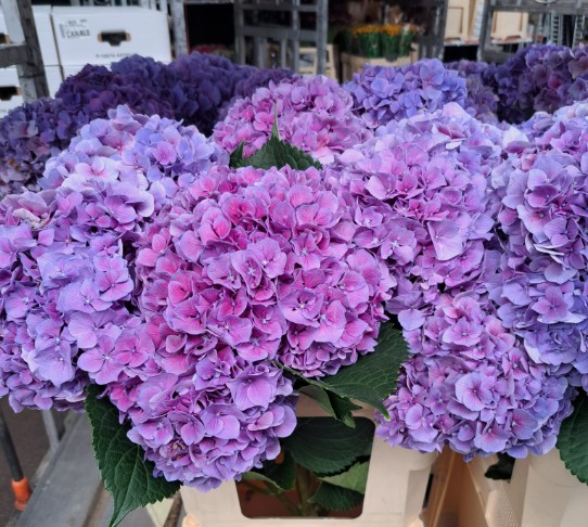 Hortensia Hol. M Cassanova 80cm 20/22 Rosa-Malva