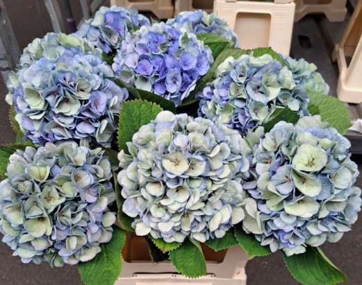 Hortensia Hol. My Heaven Clasic 60cm 16/18cm