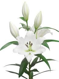 Oriental Hol. Bl. Overig Blanco 75cm 3 fl.