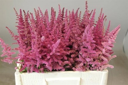 Astilbe Loud N Proud 60cm