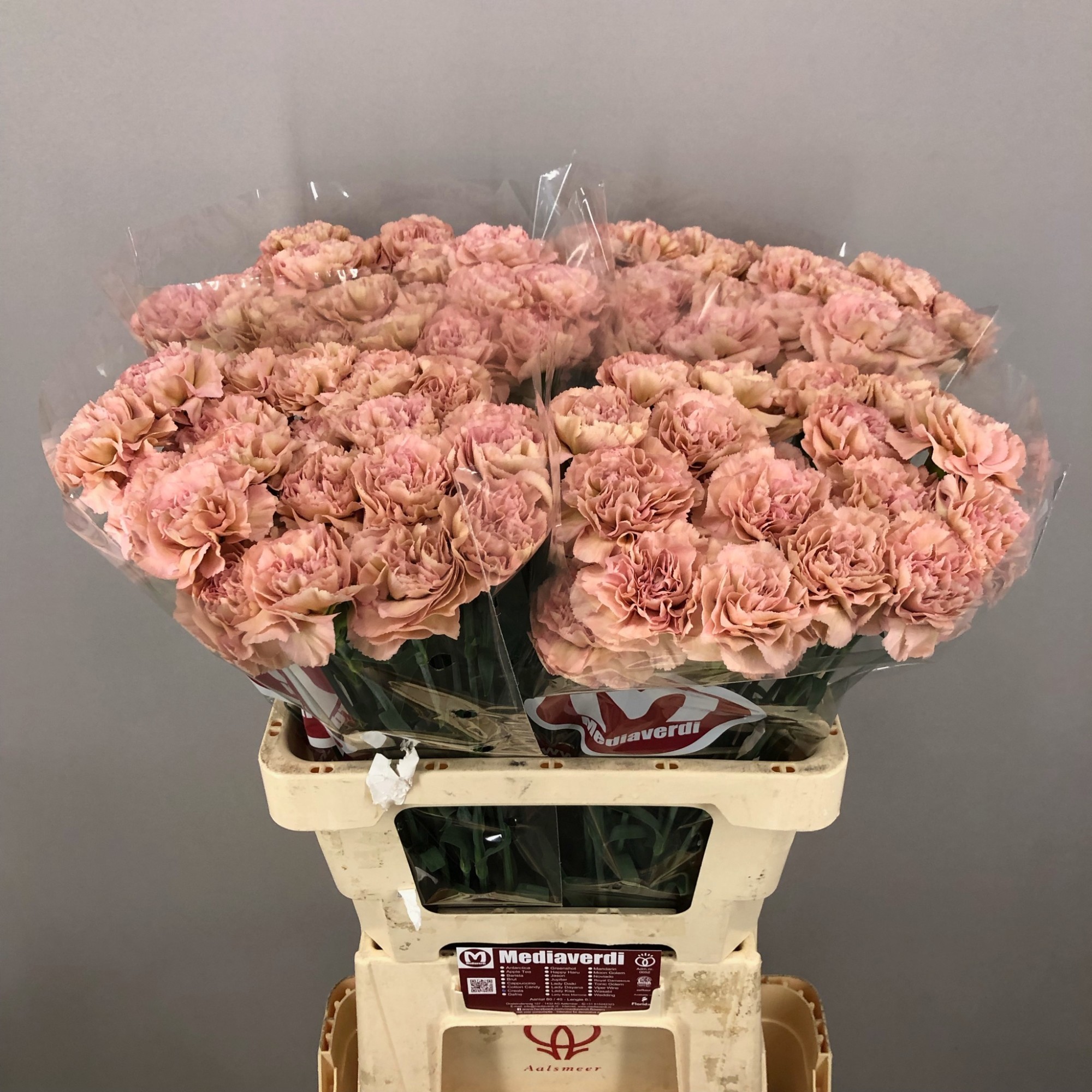 Clavel Hol. 70cm Creola