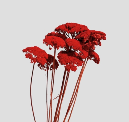 Achilea Seca Roja 65cm (10 Tallos)