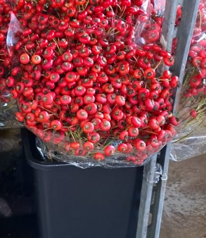 Bayas De Rosa Italia Roja 60cm