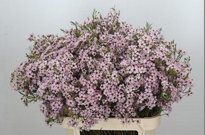Flor Cera Hol. Sexy Bloom 70cm 40gr Rs. "T25"