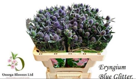 Eryngium Hol. Blue Glitter 50cm