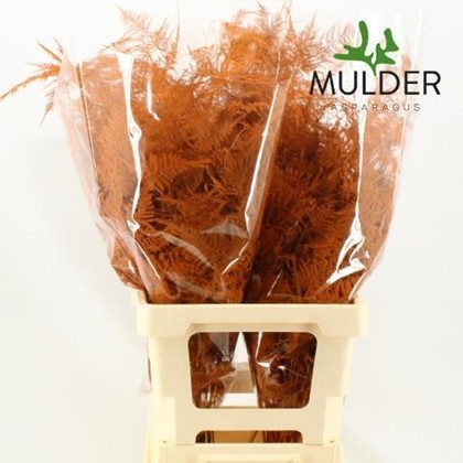 Esparraguera Pintada Orange 65cm "T50"