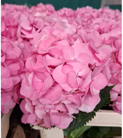 Hortensia Hol. My Beautiful Diana 60cm 16/18