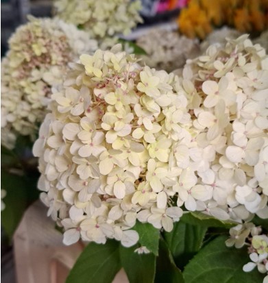 Hortensia Hol. Limelight 60cm 11/13