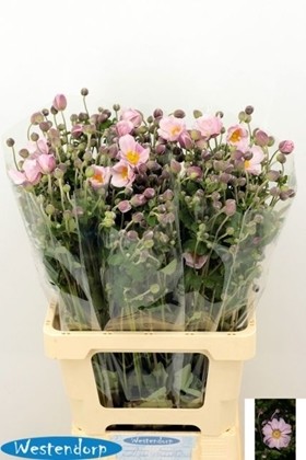 Anemona Hol. Ov. Pink 70cm