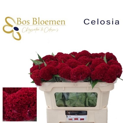Celosia Cresta Reprise Velvet 55cm