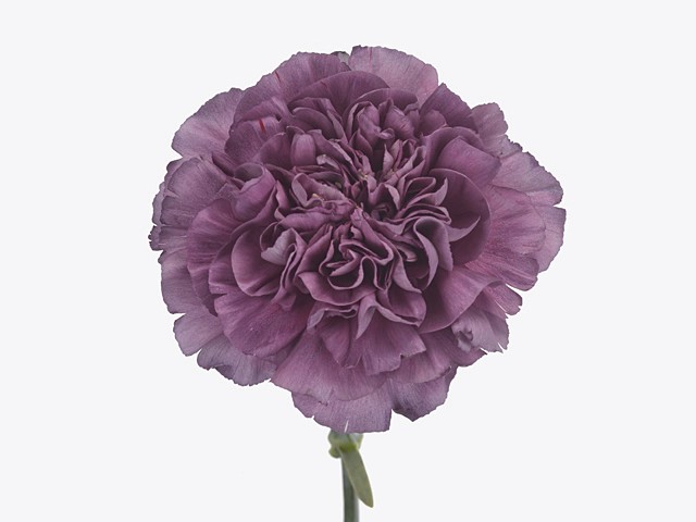 Clavel Hol. 70cm Mustang
