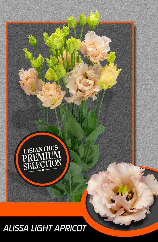 Lisiantus Hol. Alissa L Apricot 70cm 55gr "Waalzicht"