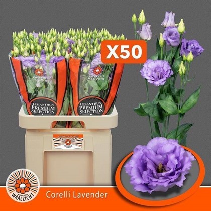 Lisiantus Hol. Corelli Lavander 70cm 55gr "Waalzicht"