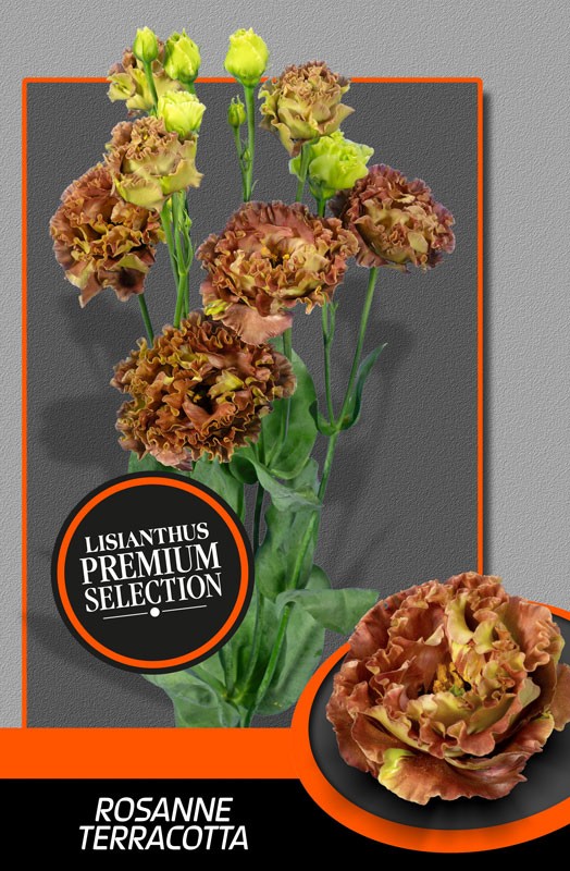 Lisiantus Hol. Rosanne Terracota 70cm 55gr "Waalzicht"