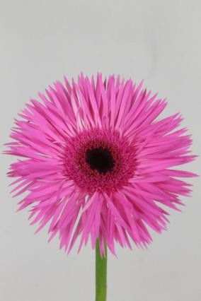 Gerbera Hol. Gerspider Naomi