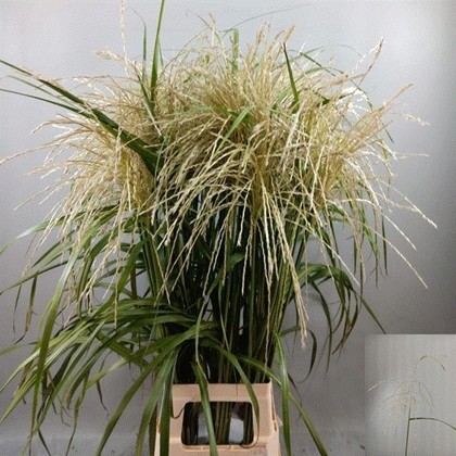 Miscanthus Sinensis Ferner Osten White 85cm