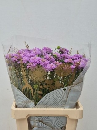 Scabiosa Atro Focal Scoop Lila 60cm "T50"