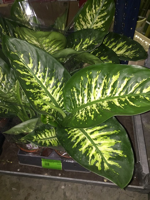 P. Dieffenbachia Se Tropic Snow 19/75cm x3