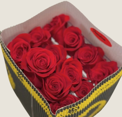 Rosa Col. Freedom 60cm "Ta�a" (7 Dias - 2�)