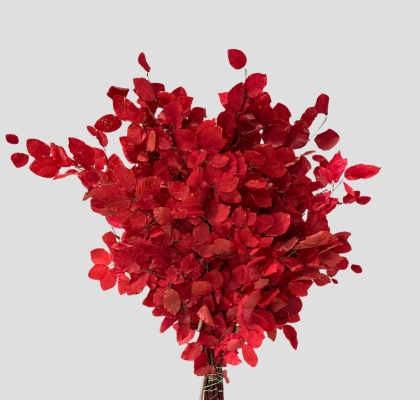 Fagus Estabilizado Cerise 70cm 100g