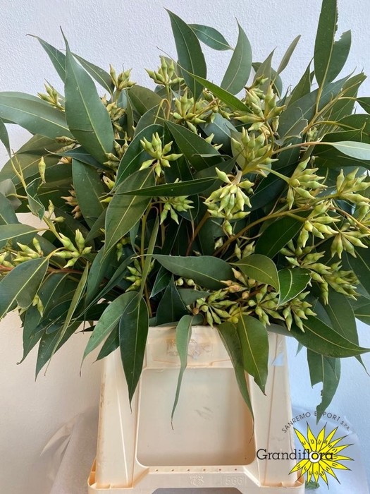 Eucalipto Italia Robusta Green 70cm 300gr