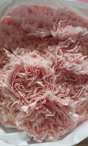 Clavel Col. Select Karisma