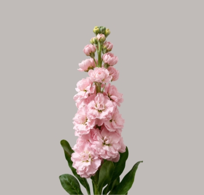 Aleli Italia Iron Cherry Blossom 50cm