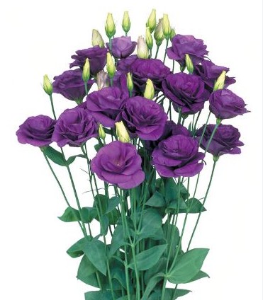 Lisiantus Italia Rosita Blue 70cm