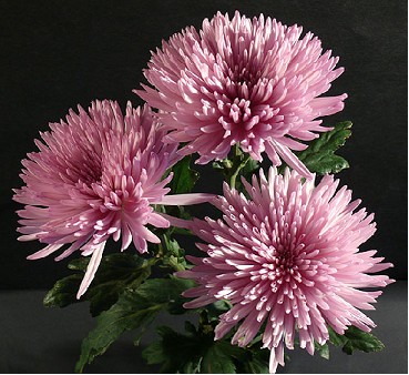 Uniflor Ita. Anastasia Pink 100gr