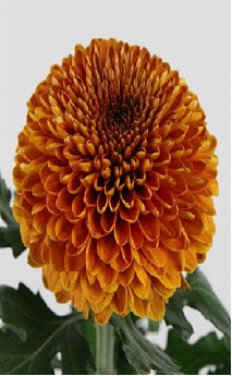 Uniflor Ita. Paladov Dark 100gr