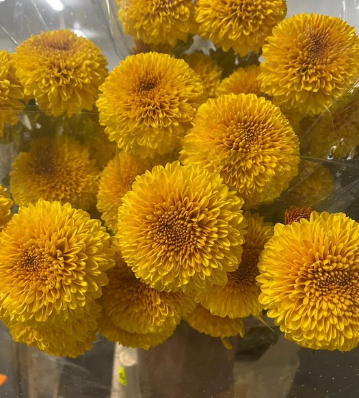 Uniflor Ita. Paladov  100gr
