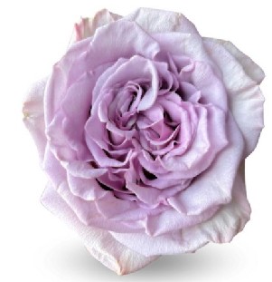 Rosa Ecu. Arya 70cm