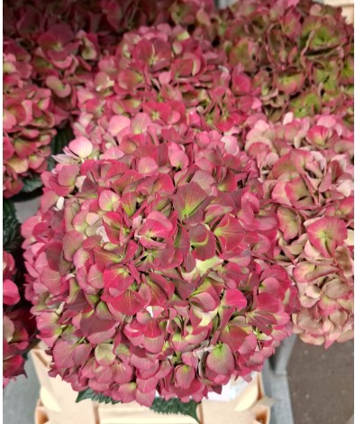 Hortensia Hol. Mag. Sweet Ruby 80cm 20/22